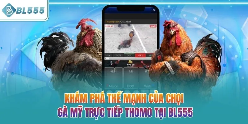Khám phá thế mạnh của chọi gà Mỹ trực tiếp Thomo tại BL555