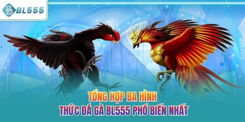 Tổng hợp ba hình thức đá gà BL555 phổ biến nhất